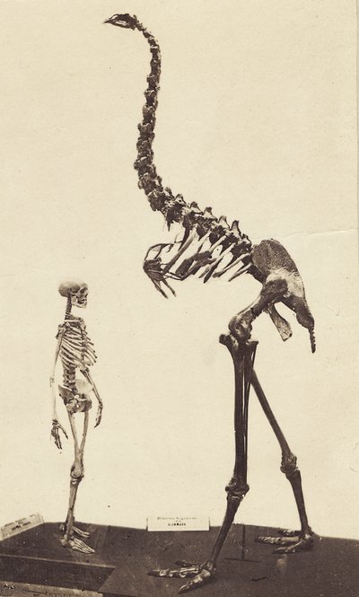 Man and Moa, c.1870 by Alfred Charles Barker